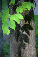bright green leaves creating shadow on tree trunk, Sleeping Bear Dunes Natinonal Lakeshore, MI, USA