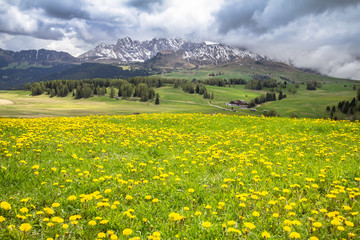 Blooming dandelions field in Alps