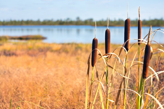 Autumn landscape with plant of cattail on the lake