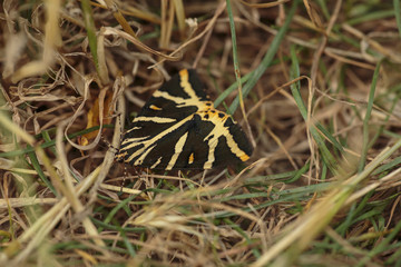 Schmetterling macht Pause