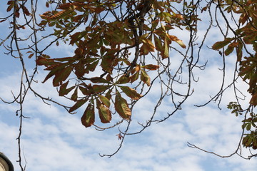 Welkende Kastanienblätter, Chestnut Leaves, Stuttgart 2018