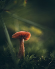 Tiny mushroom in the grass