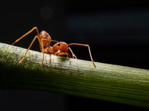 red ant macro