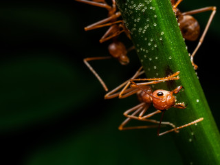 red ant macro