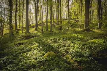 Fototapeta na wymiar Wälder