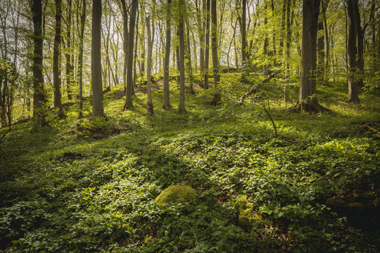 Wälder © Stephan Böhm