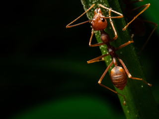 red ant macro
