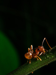 red ant macro