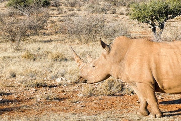 Obraz premium Nosorożec biały w Namibii
