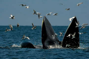 Fototapeta premium Bryde's Whales (Mother and Son) poluje na krewetki w morzu. To zdjęcie zostało zrobione w Tajlandii.