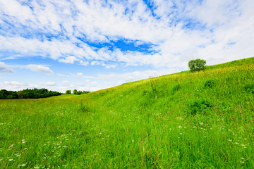 Fototapeta na wymiar green meadow sky