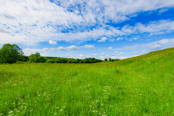green meadow sky