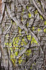Tree bark with yellow moss on