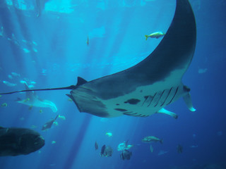 ジョージア水族館のマンタ