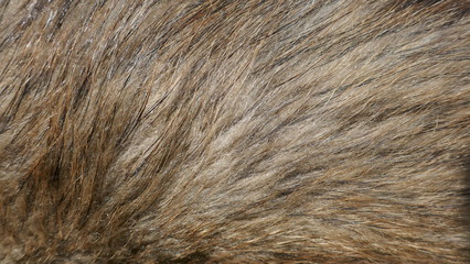 Fur, close-up of an animal fur, background and texture,
