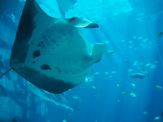 ジョージア水族館のマンタ