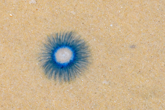 jellyfish Porpita Porpita