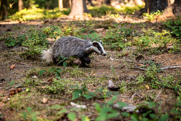 Badger in forest, animal in nature habitat, Germany, Europe. Wild Badger, Meles meles, animal in the wood. Mammal in environment, rainy day.