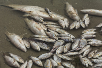 Dead fish at the river