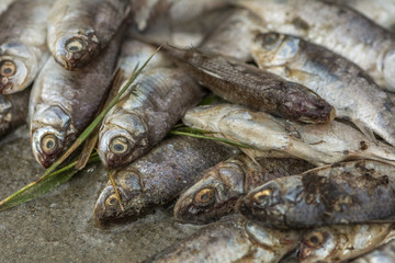 Dead fish at the river