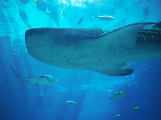 ジョージア水族館のジンベエザメ