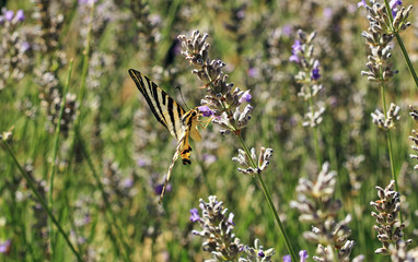 Lavender and butterfly