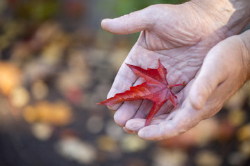 Adult man hands autumn leafs 