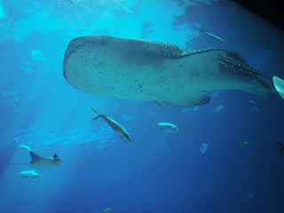 ジョージア水族館のジンベエザメ