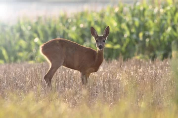 Printed kitchen splashbacks Roe Female of roe deer is watching in corn field