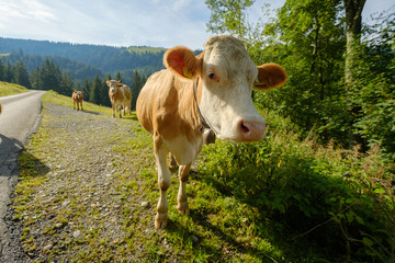 Cows dammed the mountain road at Switzerland