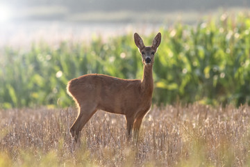 The curious roe deer in corn field