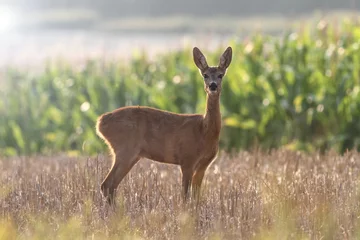 Acrylic prints Roe The curious roe deer in corn field