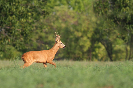 Male of roe deer Capreolus capreolus