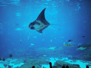 ジョージア水族館のマンタ