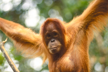 Orang Utan, Sumatra