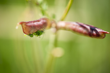 green lice sucking on a seed pod