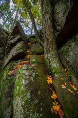 tree growing through rocks