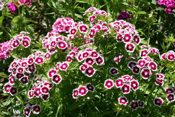 Sweet William Growing in a Garden