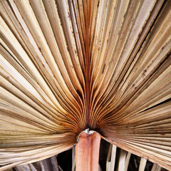 Dried palm tree pattern