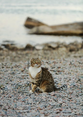 Funny grey cat on the beach against the sea.