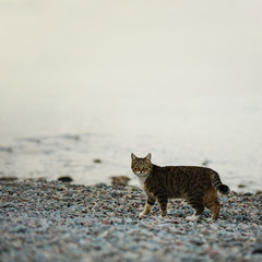 Funny grey cat on the beach against the sea.