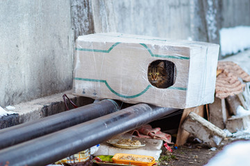 stray animals in winter, homeless cat sitting on a heating main, homeless frozen cat warms on...