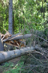 Fototapeta premium fallen tree
