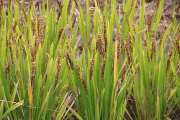 緑大黒・古代米・田んぼアート（青森県・十和田市）