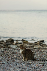 Funny grey cat on the beach against the sea.