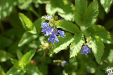 flower