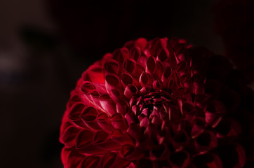 Purple dahlias flower over black background. Bright autumn flower backdrop