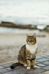 Funny grey cat on the beach against the sea.