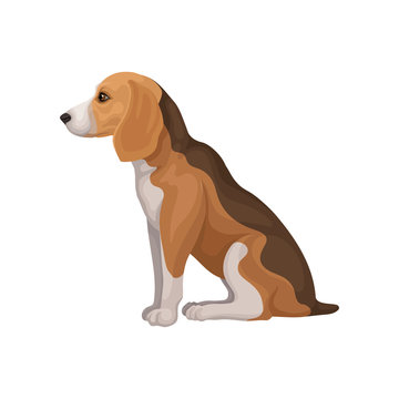 Flat vector icon of beagle in sitting position, side view. Small hunting dog. Domestic animal