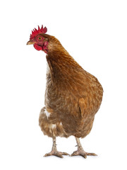 Brown Barnevelder chicken hen standing front view looking to the side, isolated on white background